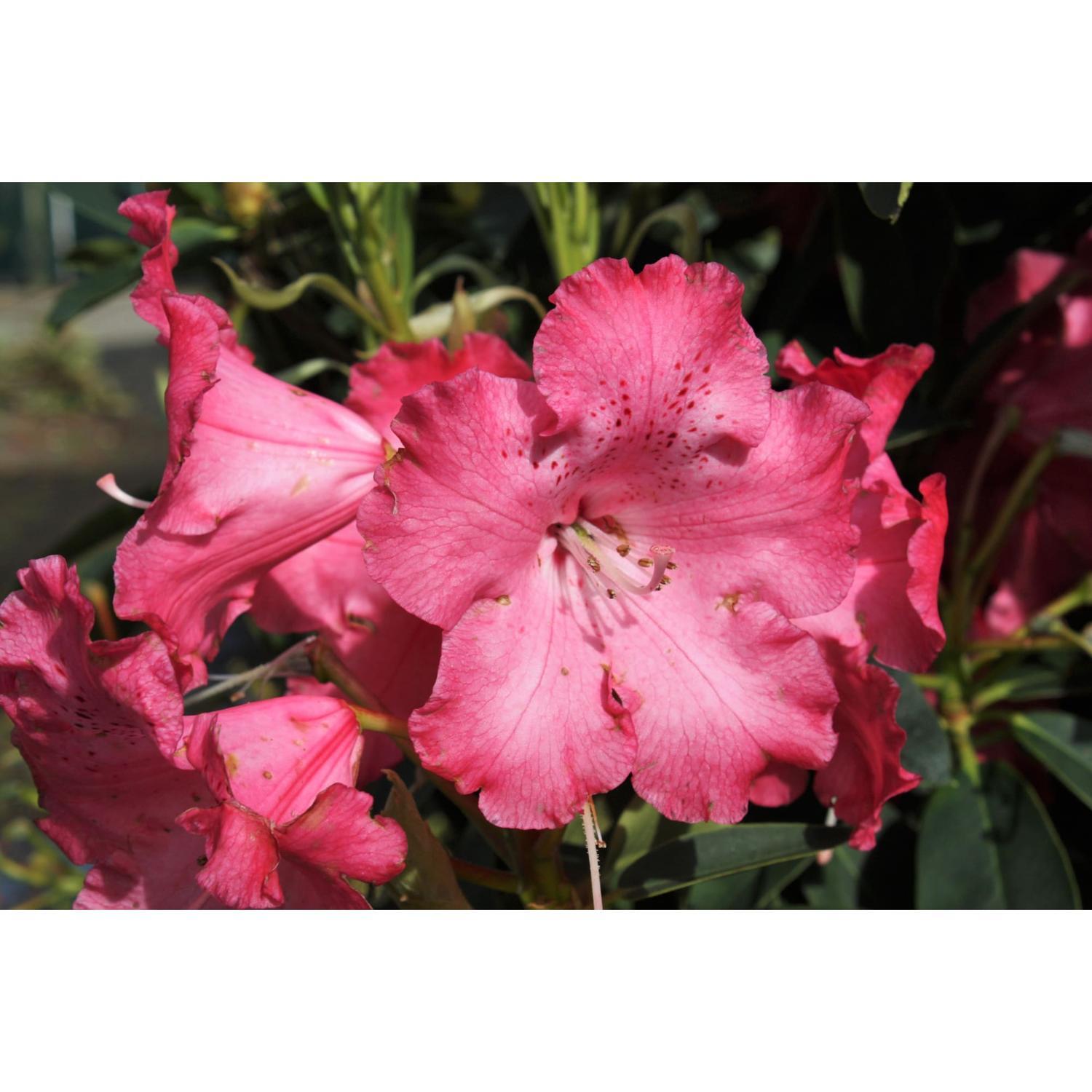 Rhododendron Jean Marie de Montague