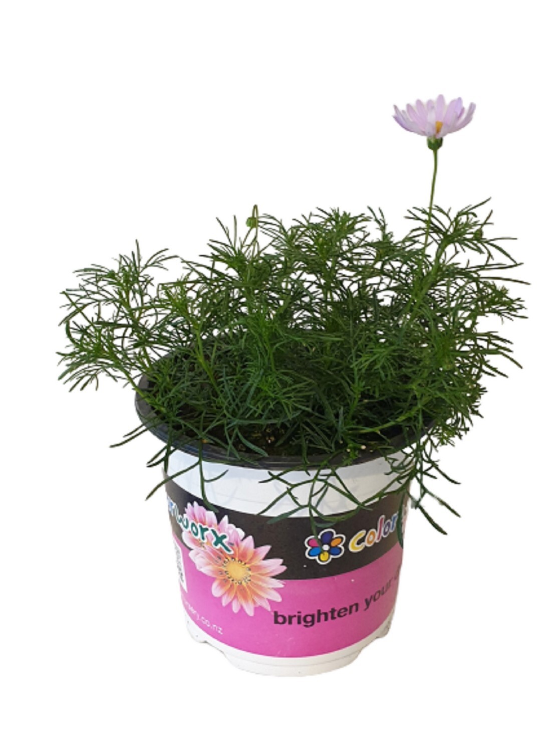 Brachyscome Multifida