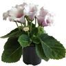 Gloxinia