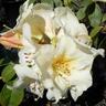 Rhododendron 'Johnstoneanum'