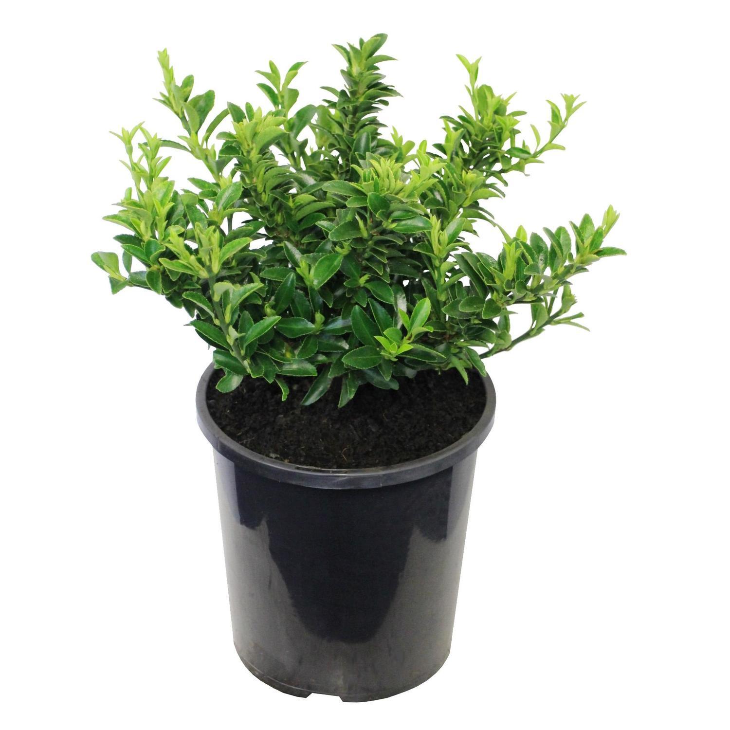Euonymus 'Emerald Gem' 2.5 litre