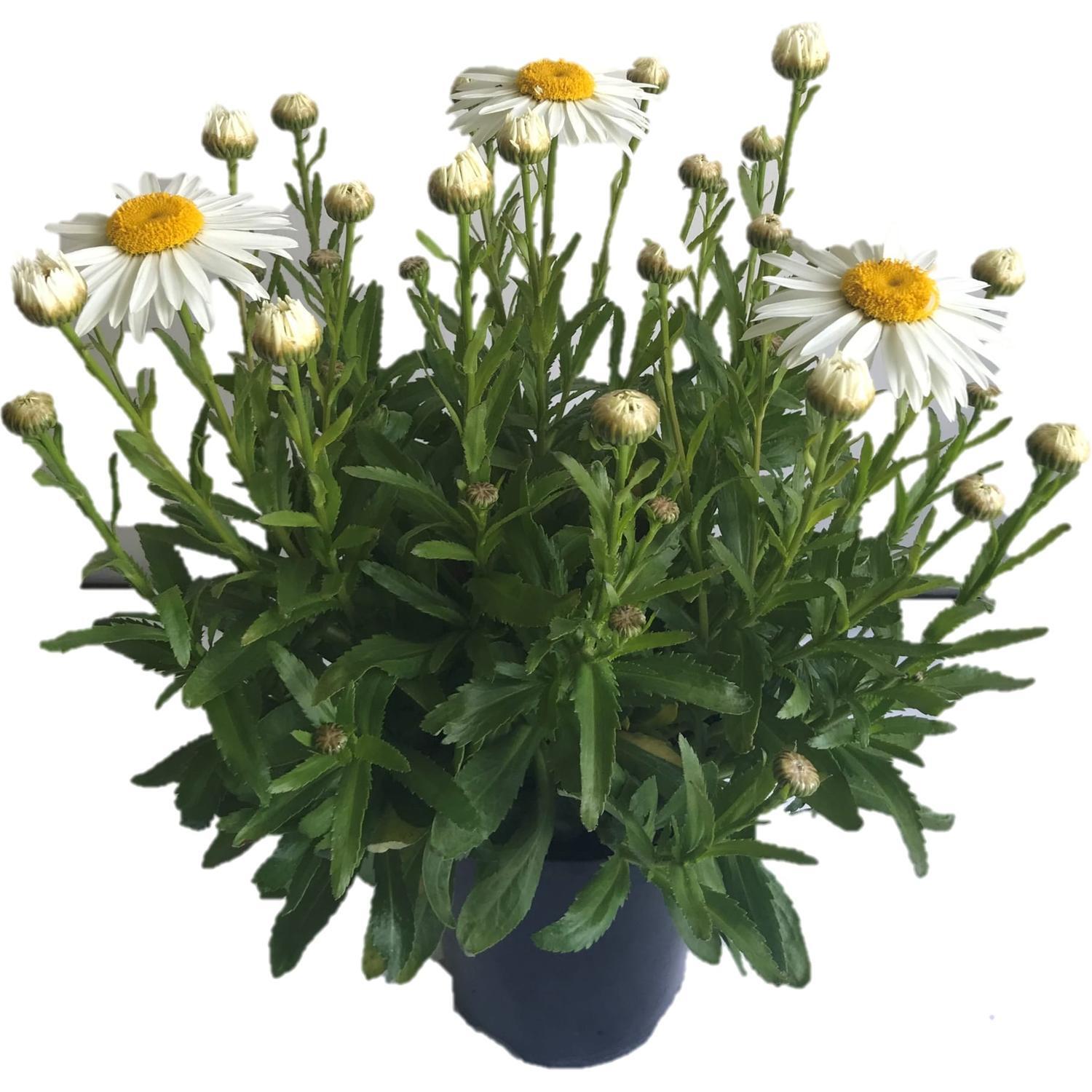 Shasta Daisy Madonna