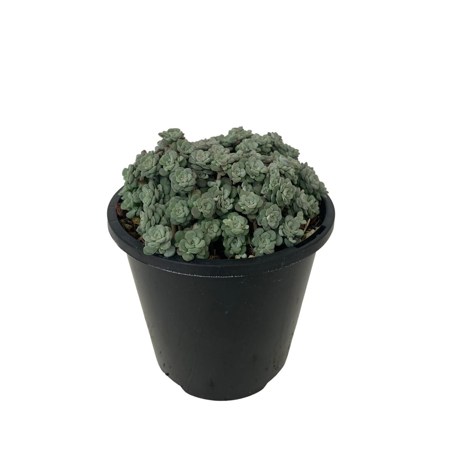 Sedum 'Cappa Blanca'