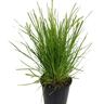 Lomandra Little Tuffy