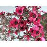 Leptospermum Wiri Donna