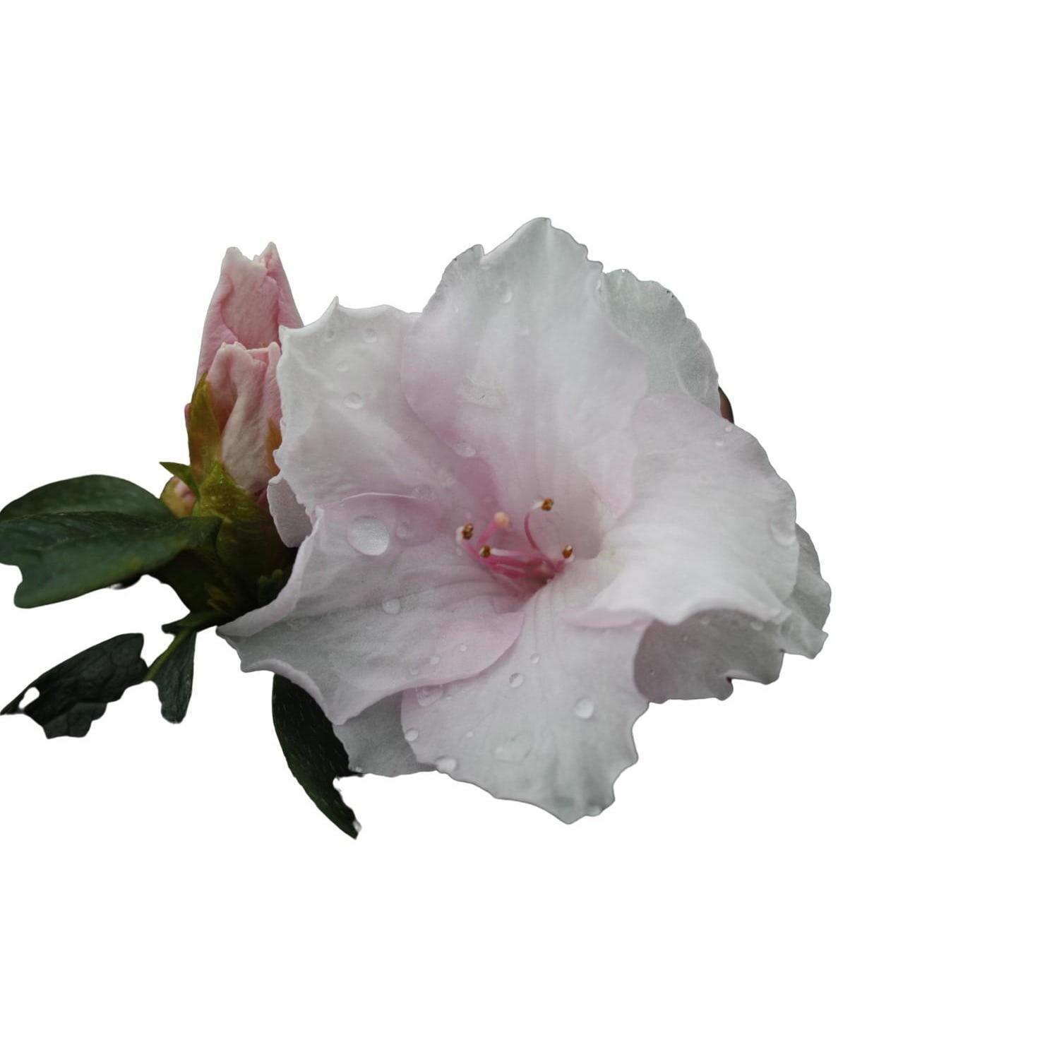 Azalea