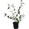 Camellia Tsaii