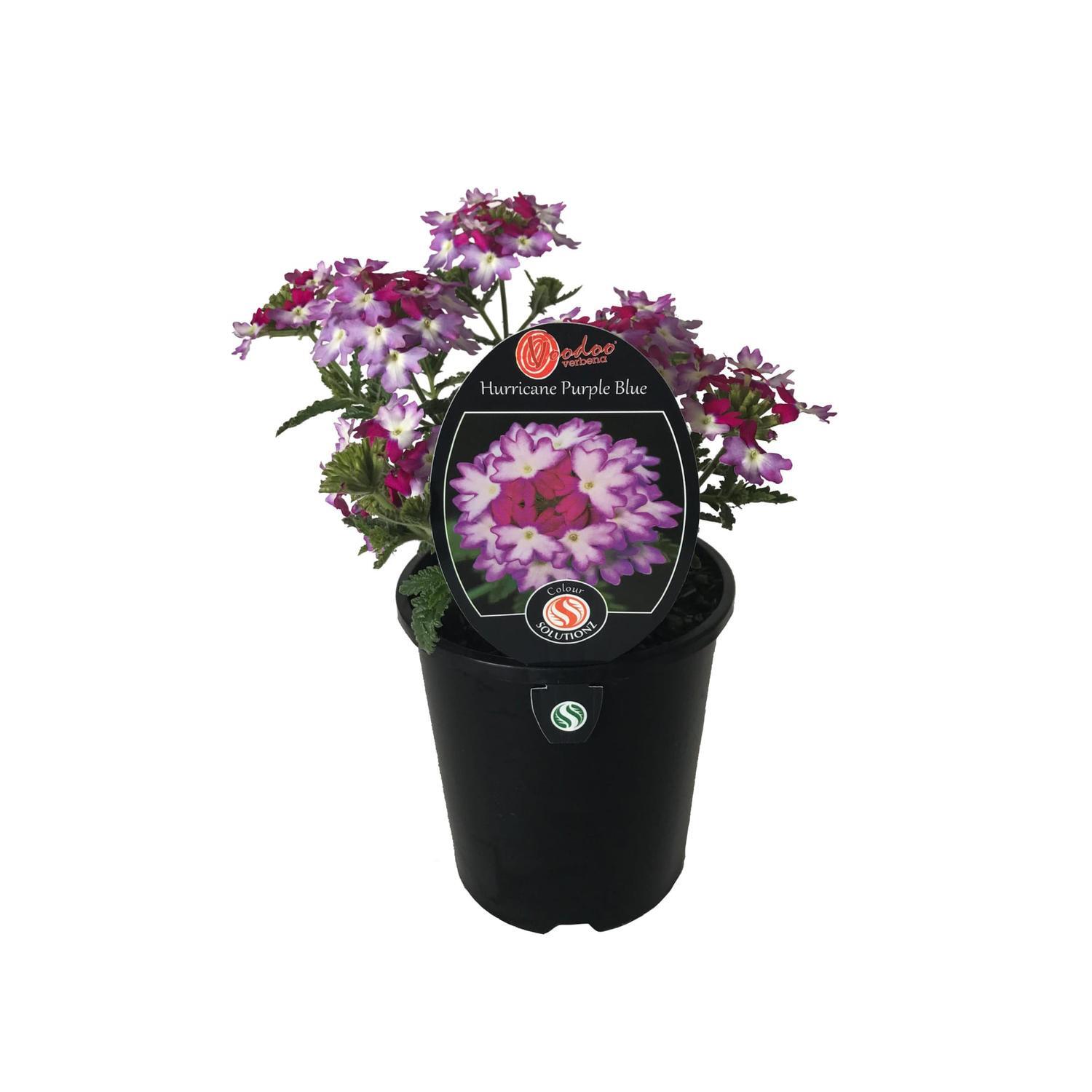 Voodoo Verbena Hurricane Blue