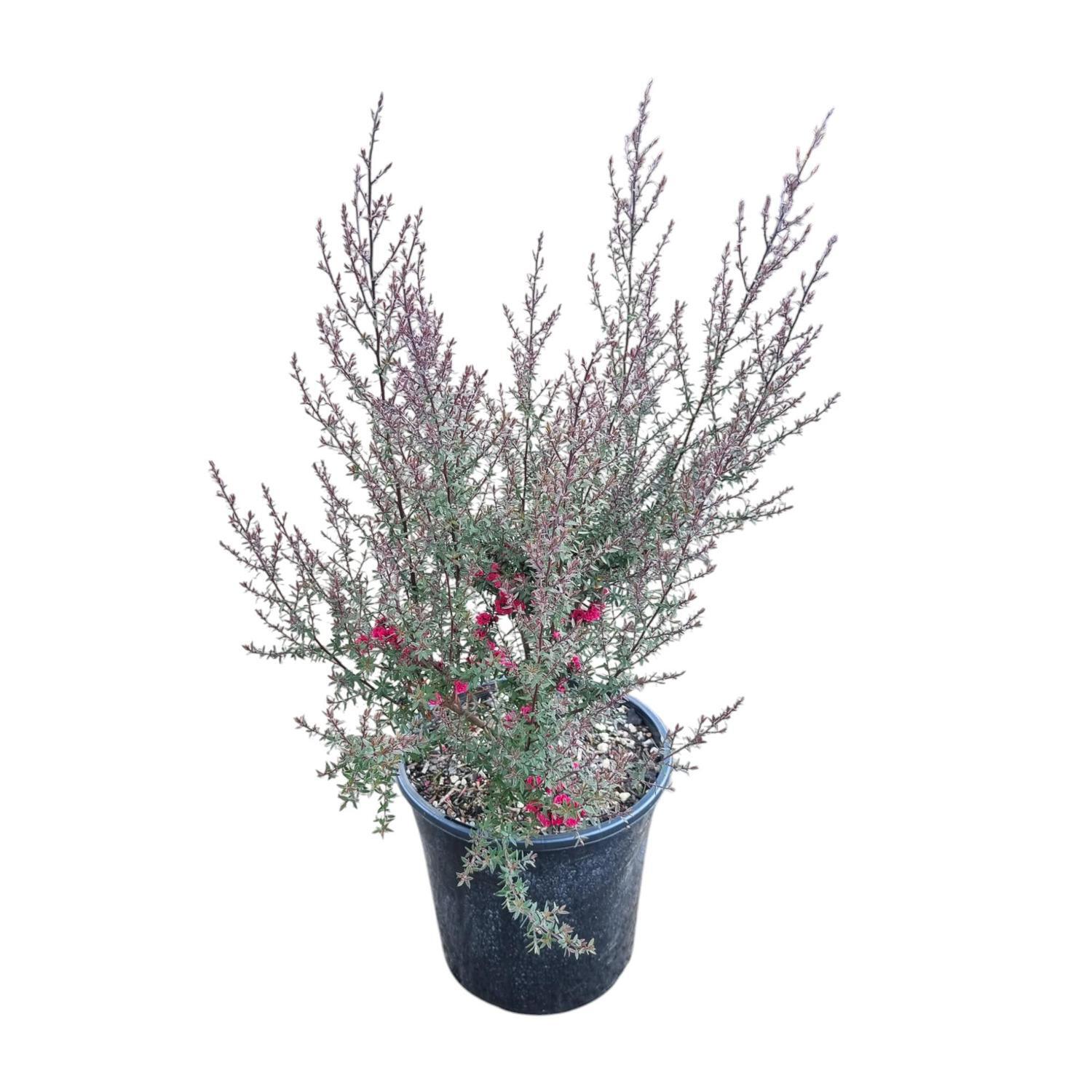 Leptospermum 'Tea Tree' Wiri Joan  4L