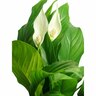 Spathiphyllum 'Peace Lily' Cupido 12cm