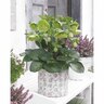 Helleborus Hybrid Illumi Lime 2.5 litre