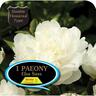 Paeony Double Elsa Sass Pack of 1