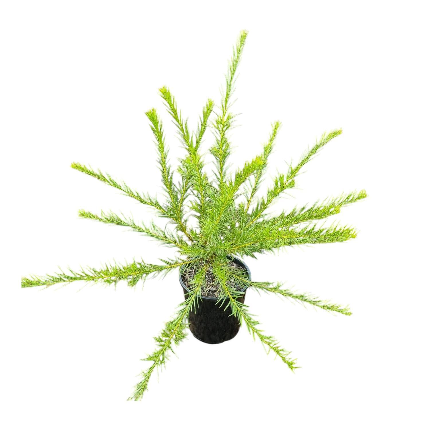 Grevillea Cream & Green 2L