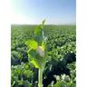 Cauliflower iStem 6 Pack