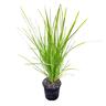 Lormandra 'Grass' Lime Tuff  1.3L