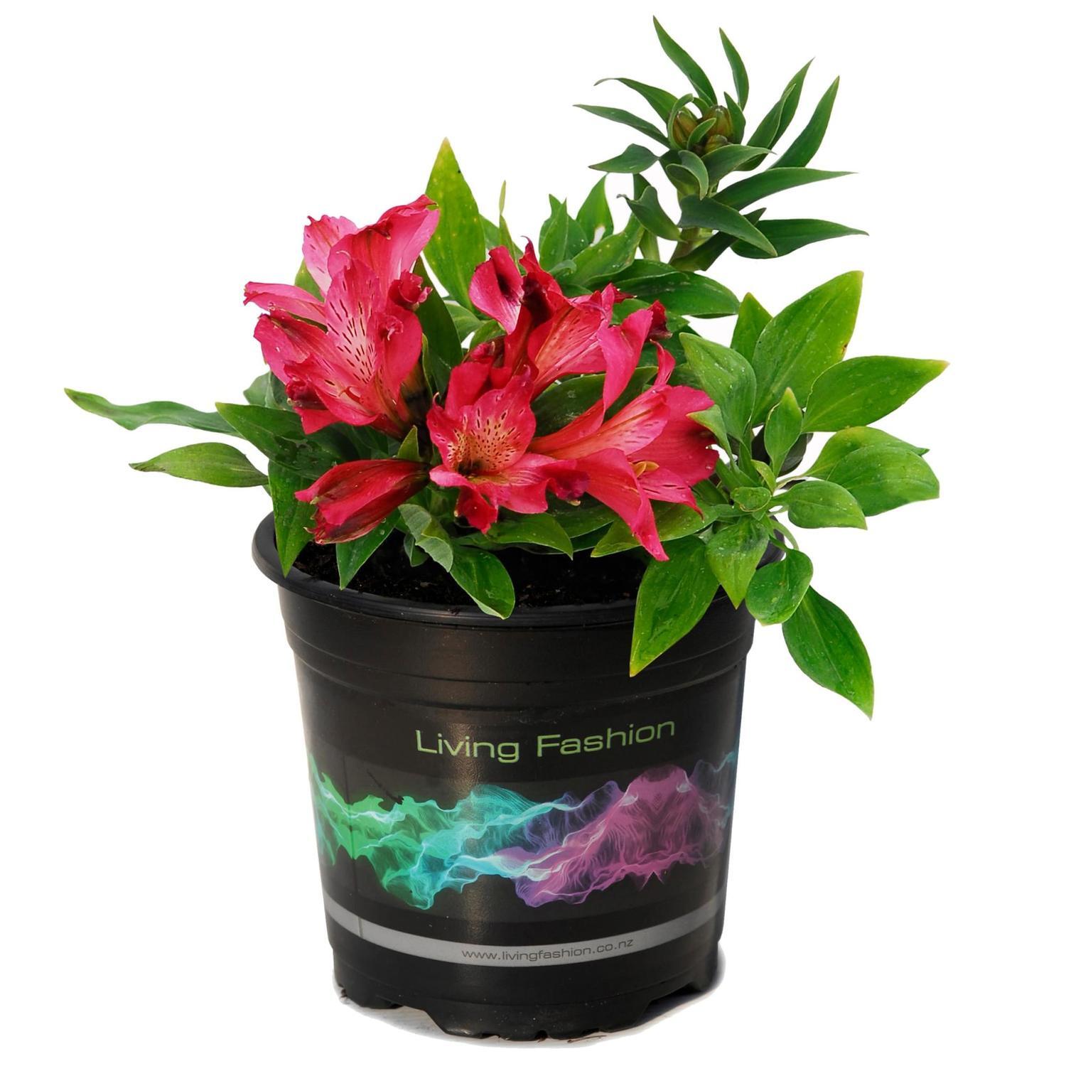 Alstroemeria Inca Candy