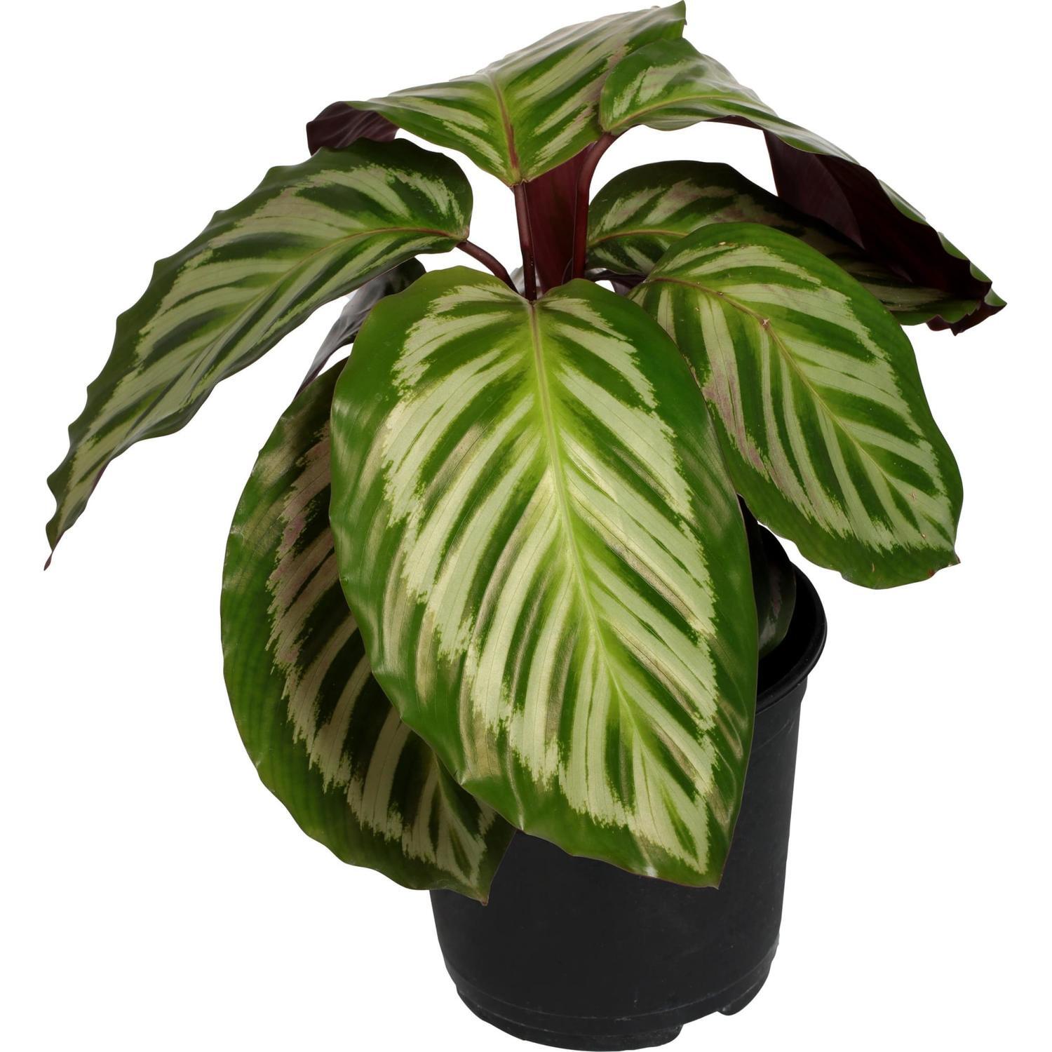 Calathea Bicajoux
