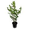 Griselinia Emerald