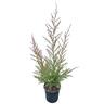 Lepospermum 'Tea Tree' Martinii 4L