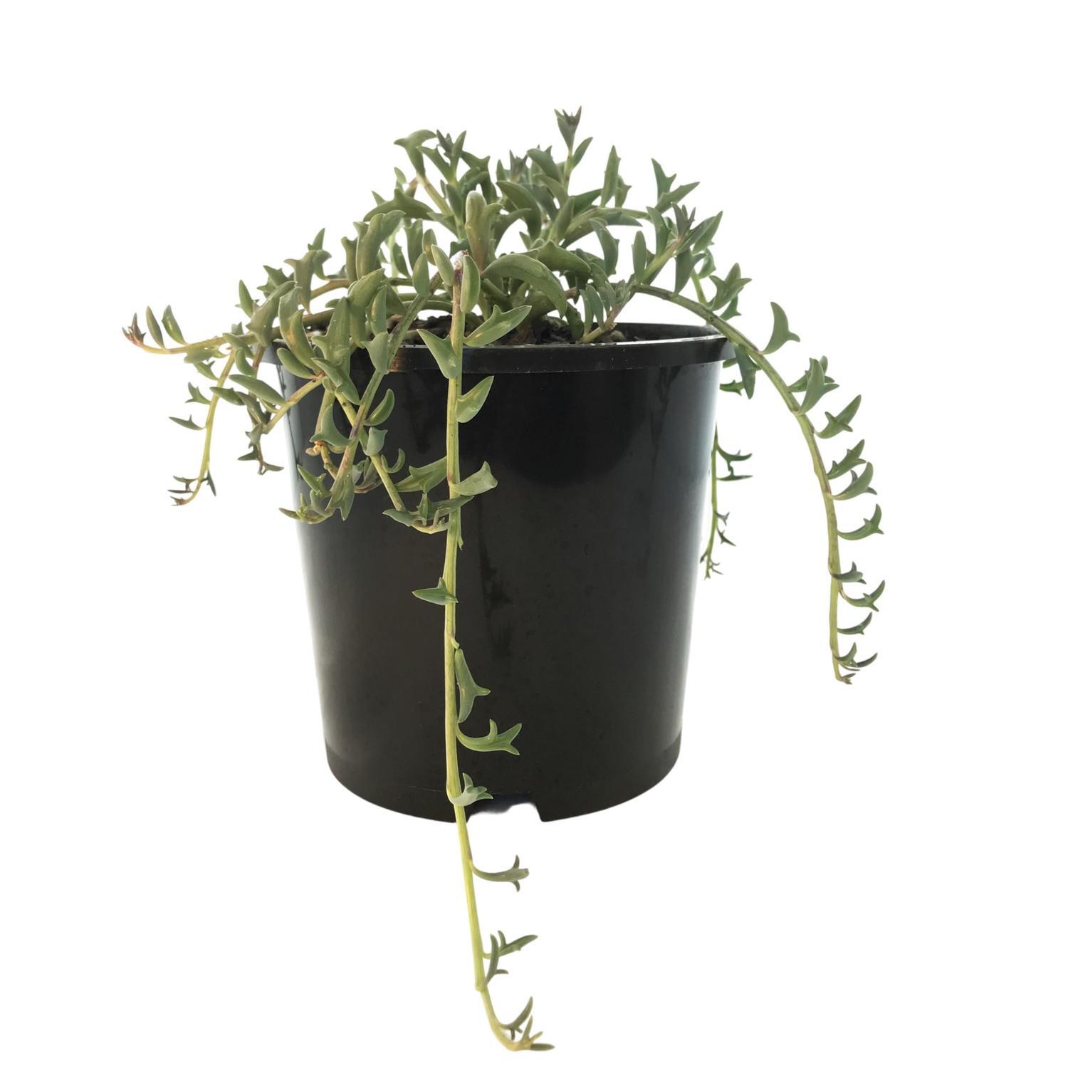 String of Dolphins
