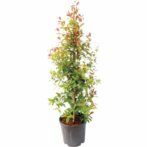 Syzygium Ventenatii