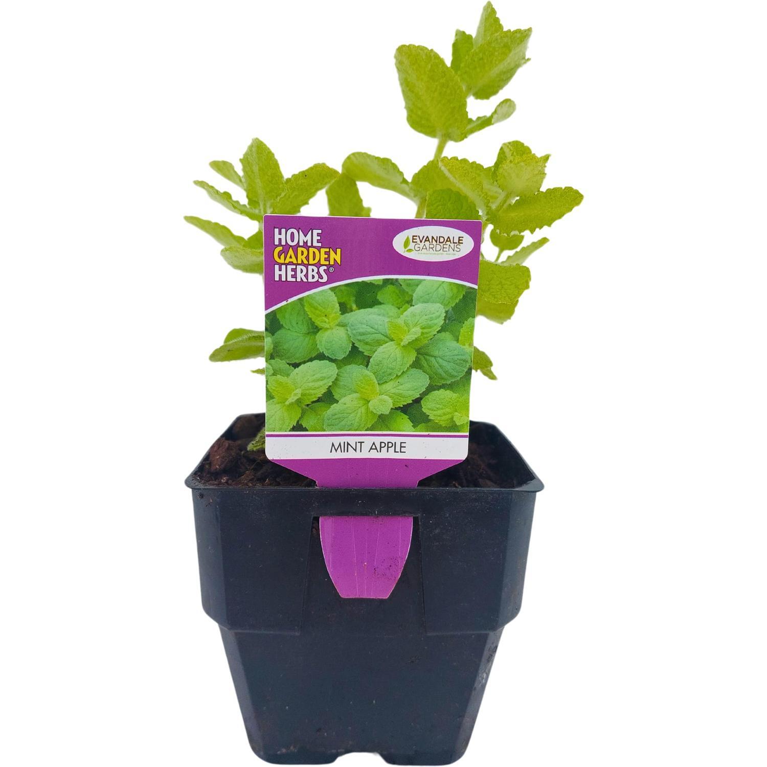 Mint Apple
