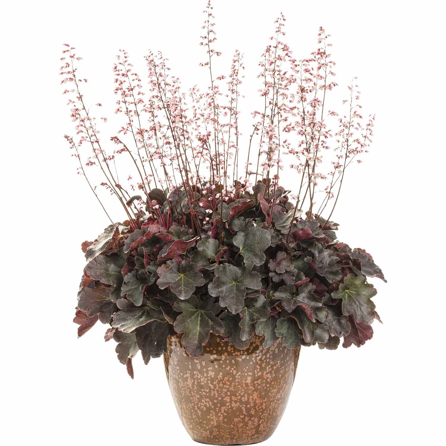 Heuchera 'Brazen Raisin'
