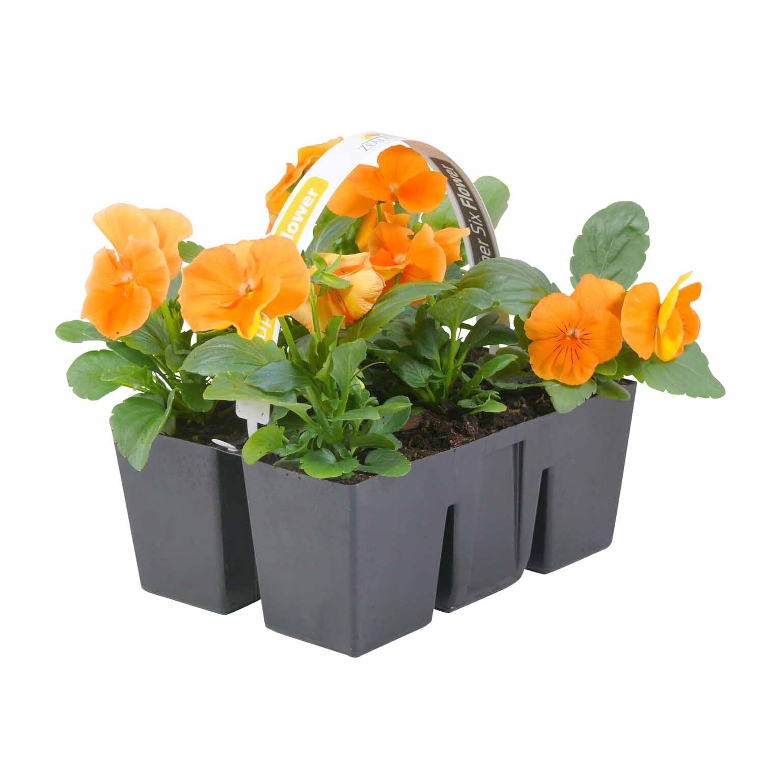 Pansy