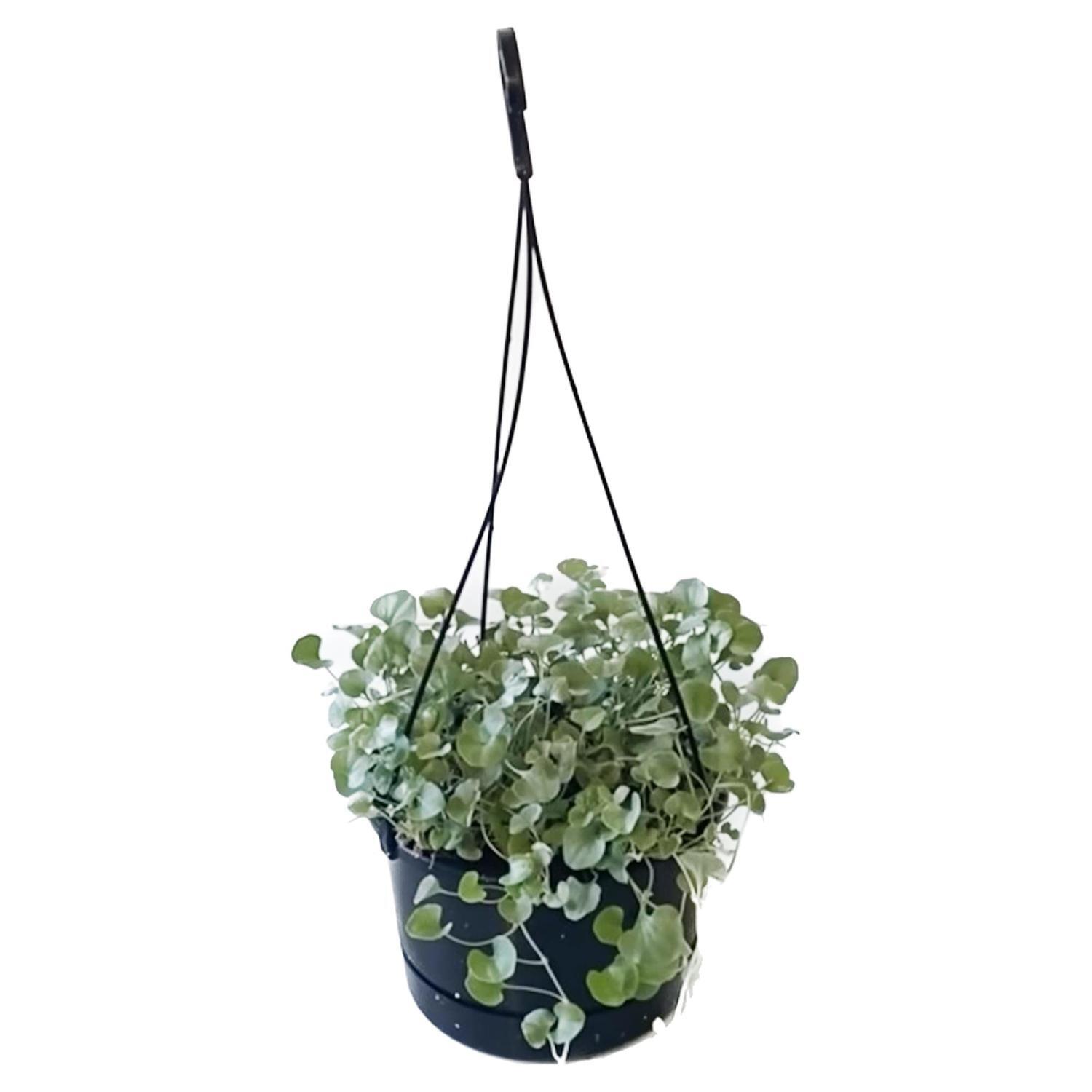 Dichondra Silver Basket 17.5cm