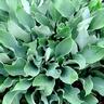 Hosta Salute