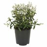 Parahebe Snowcap 1.9 litre White