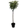 Prunus Lusitanica Standard 90cm