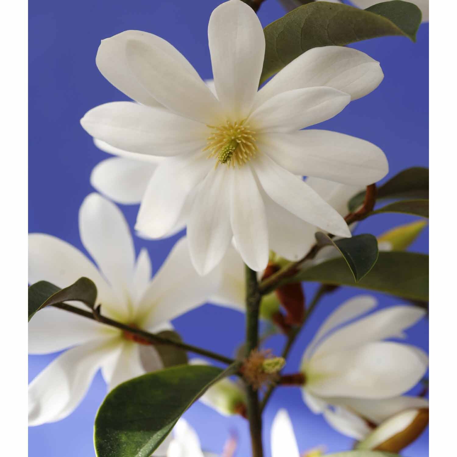 Magnolia Fairy White