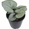 Brunnera Silver Heart