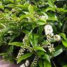 Prunus Lusitanica