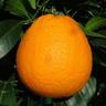 Orange Newhall, Dwarf