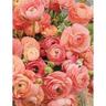 Ranunculus 'Salmon'