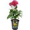 Dahlia XXL