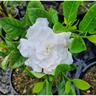 Gardenia Four Seasons  3.3L
