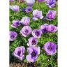 Premium Anemone Lavender Pack of 7
