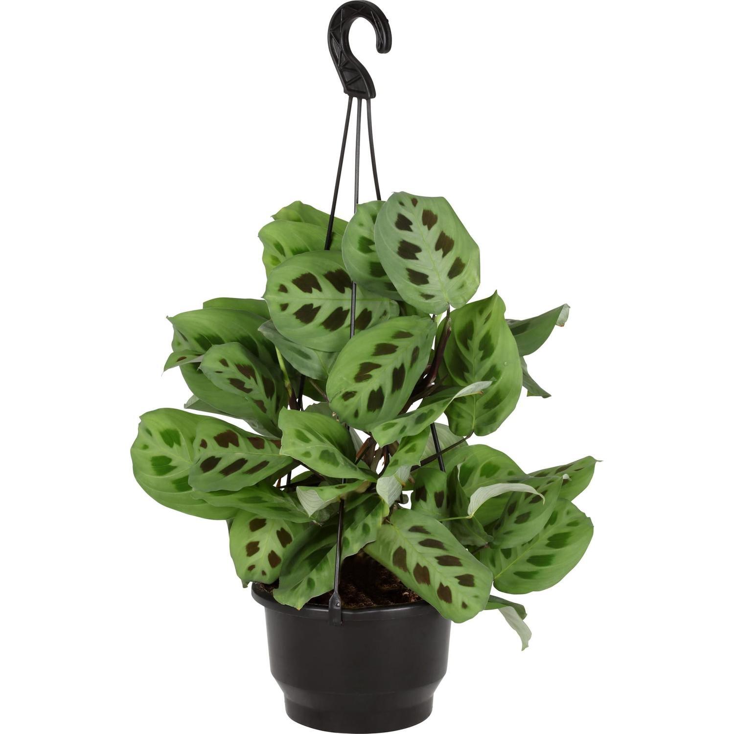 Maranta Kerechoveana 'Rabbits Foot'
