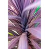 Cordyline Black Knight
