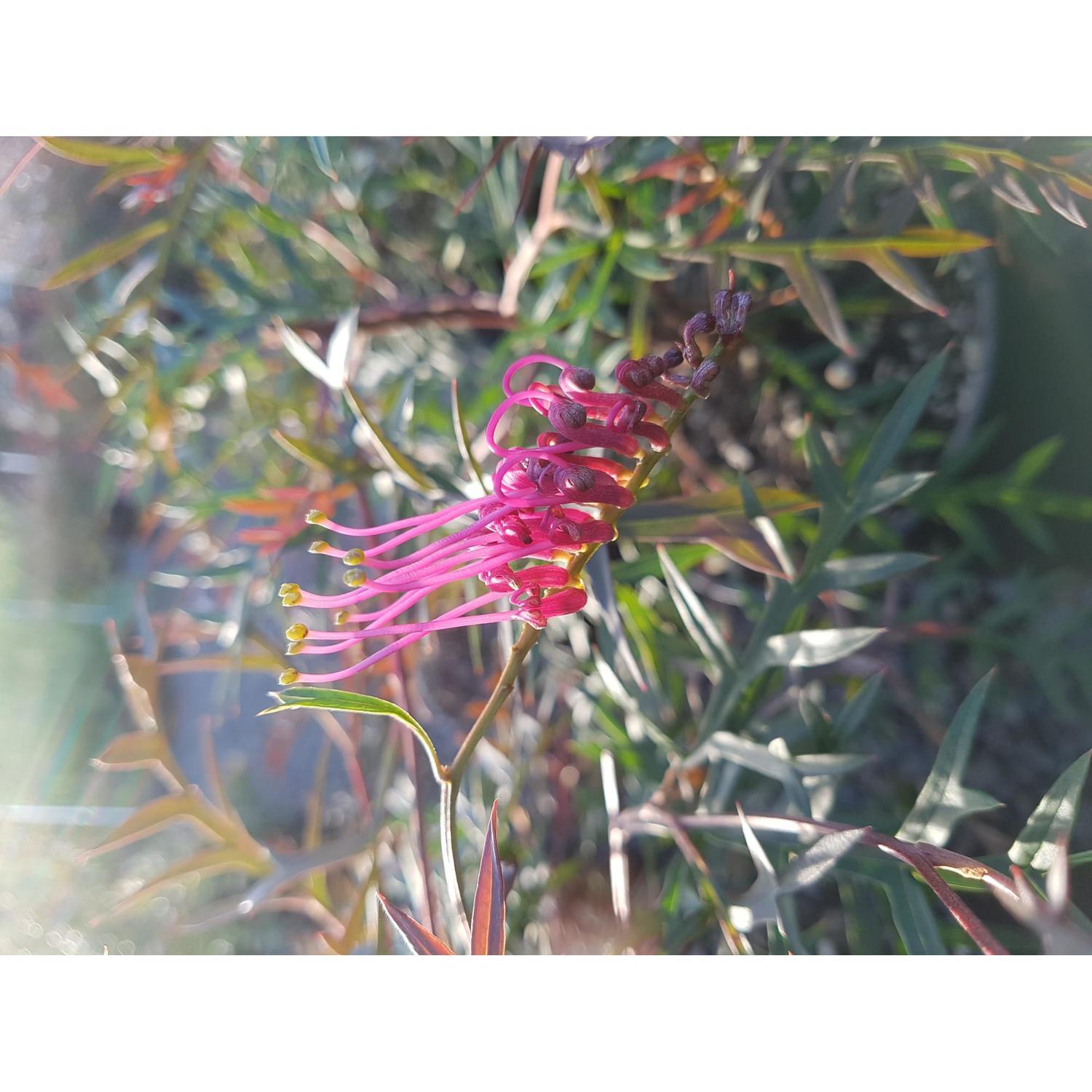 Grevillea Bronze Rambler