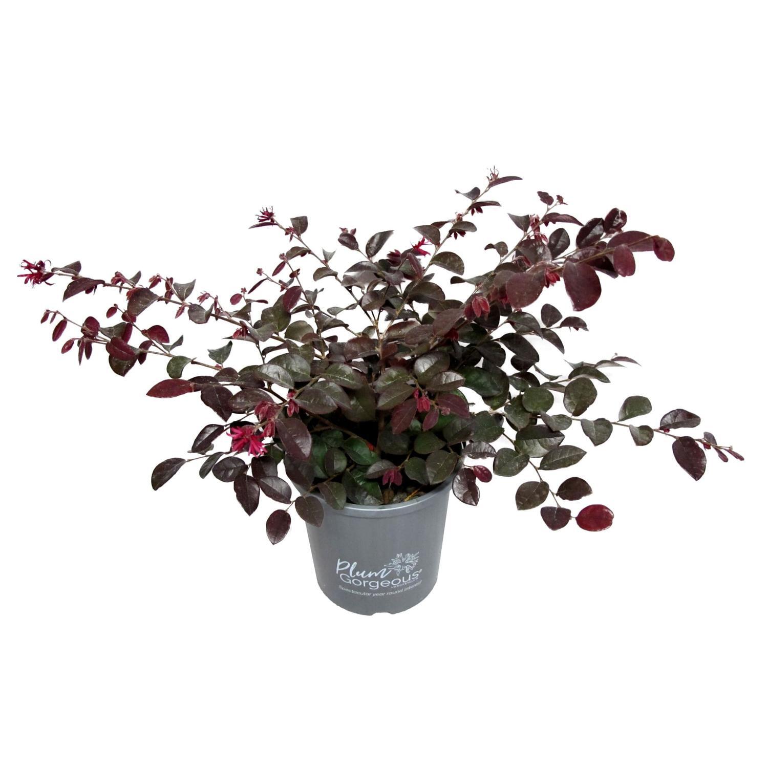 Loropetalum Plum Gorgeous PVR