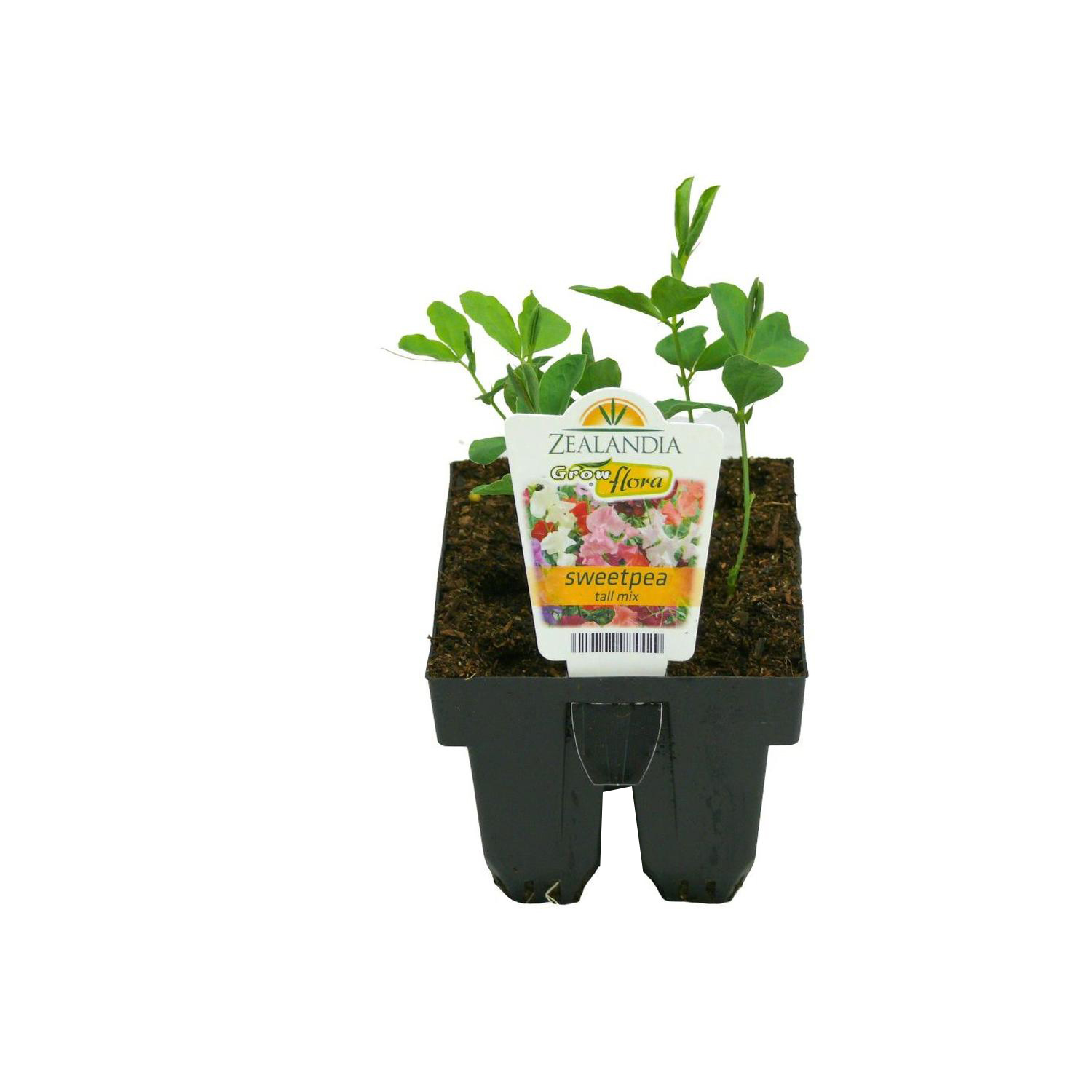 Sweet Pea Tall