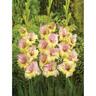 Gladioli Mon Amour 10 Pack