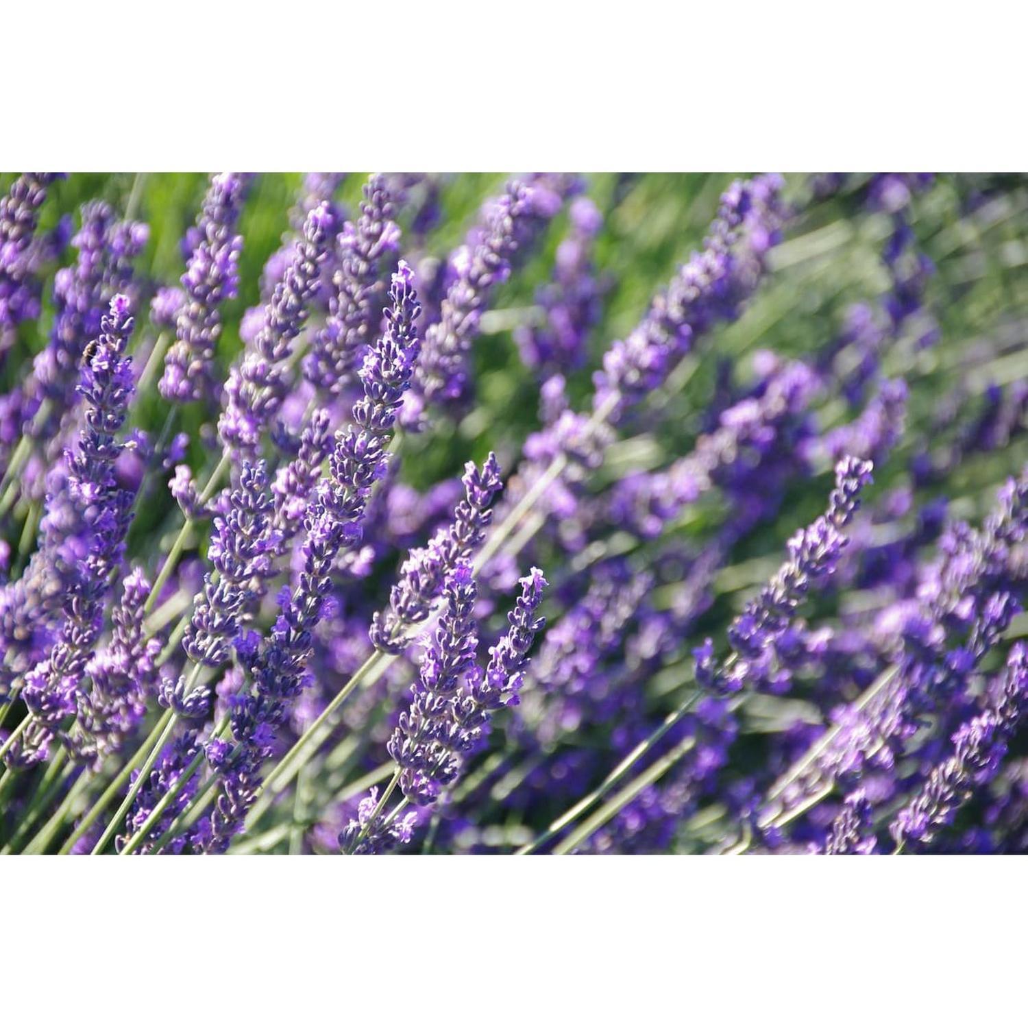 Lavender Pure Platinum