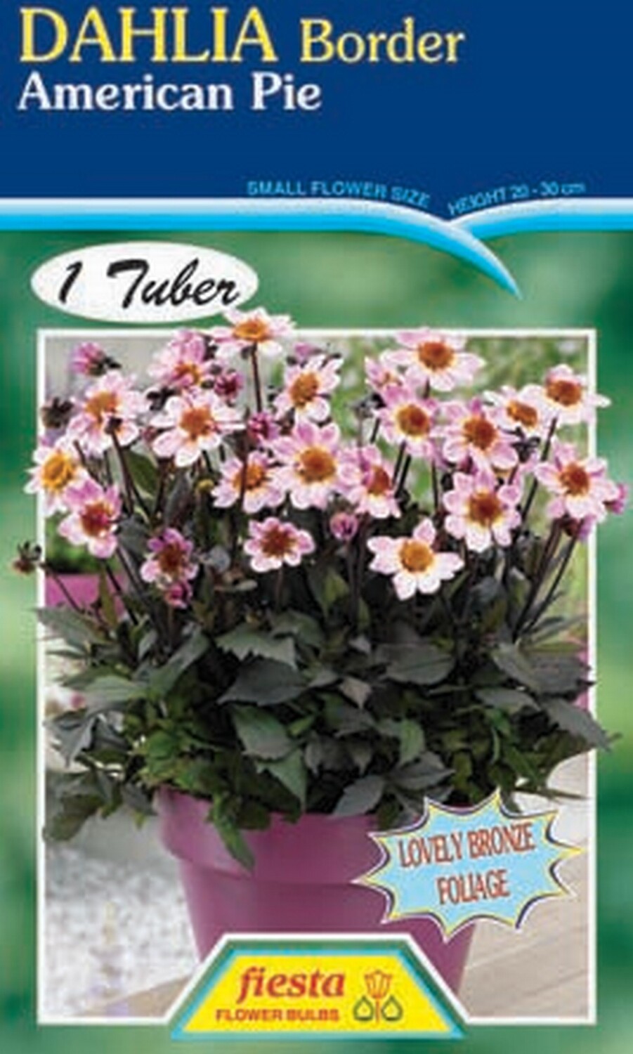 Dahlia Gallery American Pie 1 Pack