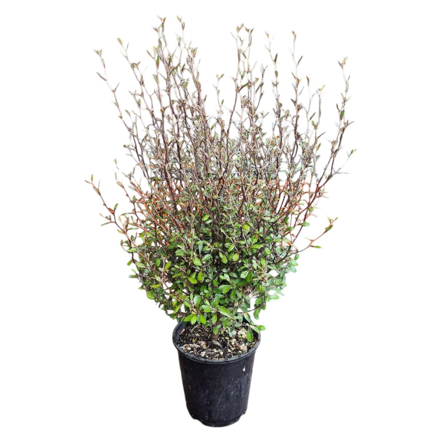 Corokia Bronze King 3.3L