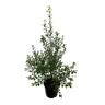 Pittosporum Wrinkle Blue